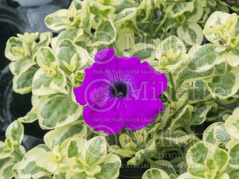 Petunia Glamouflage Grape (Petunia) 1