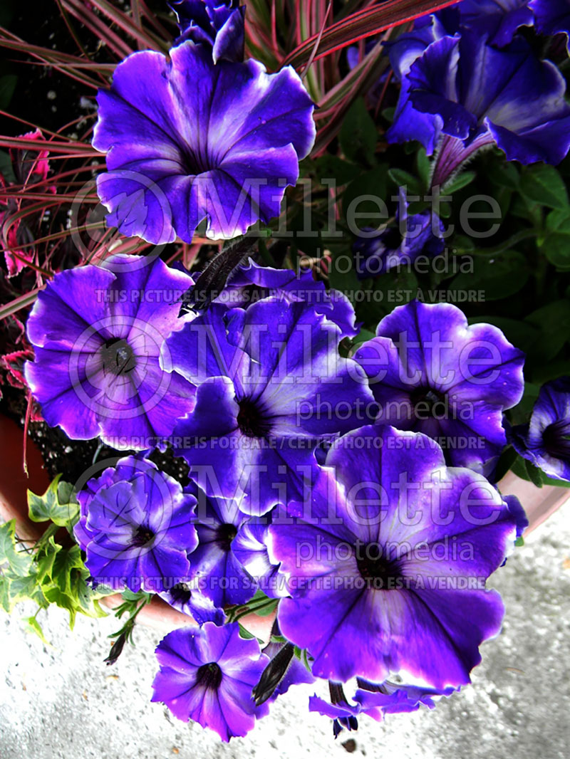 Petunia Glow Select Blue Stardust (Petunia) 1