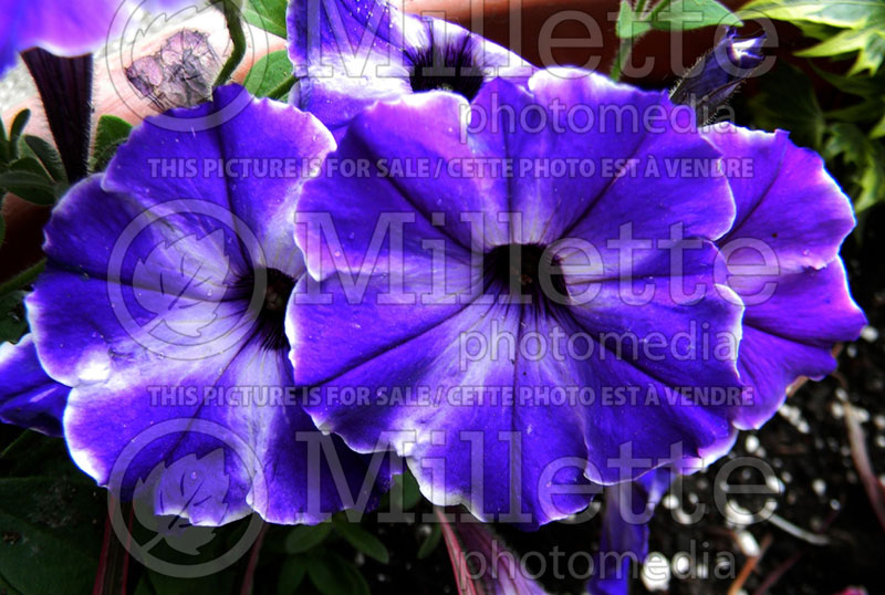 Petunia Glow Select Blue Stardust (Petunia) 2