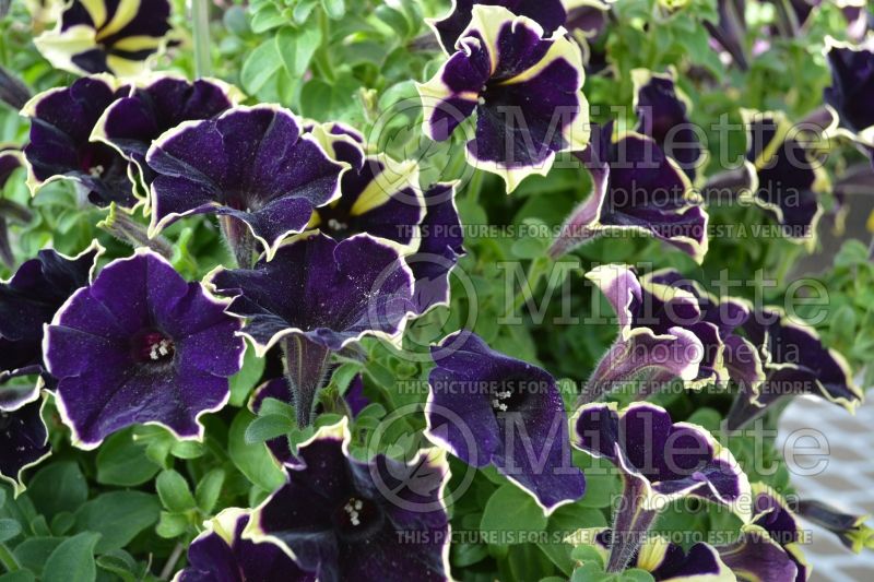 Petunia Happy Magic Giant Velvet Picotee (Petunia) 1