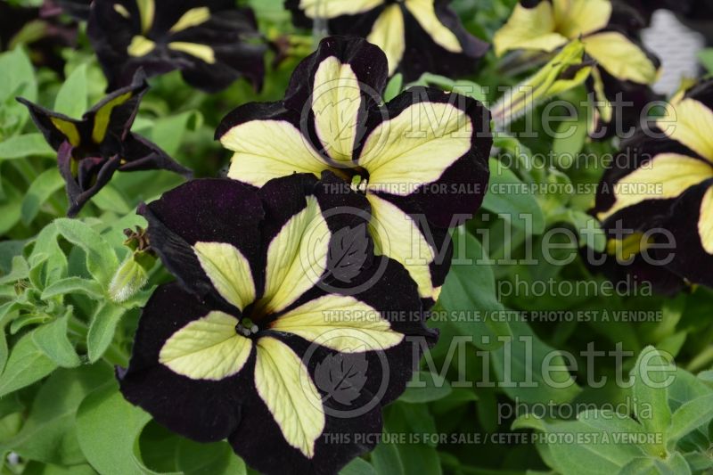 Petunia Happy Magic Giant Velvet Yellow (Petunia) 1