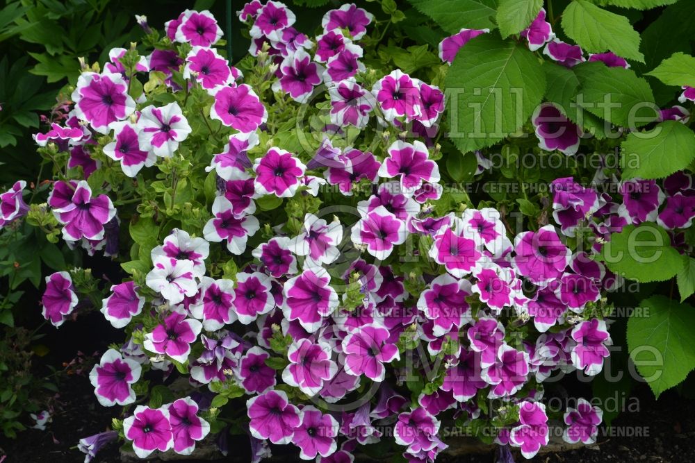 Petunia Happytoonia Picotee Purple or Pactopipu (Petunia) 1