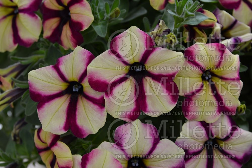 Petunia Headliner Banana Cherry Swirl (Petunia) 1