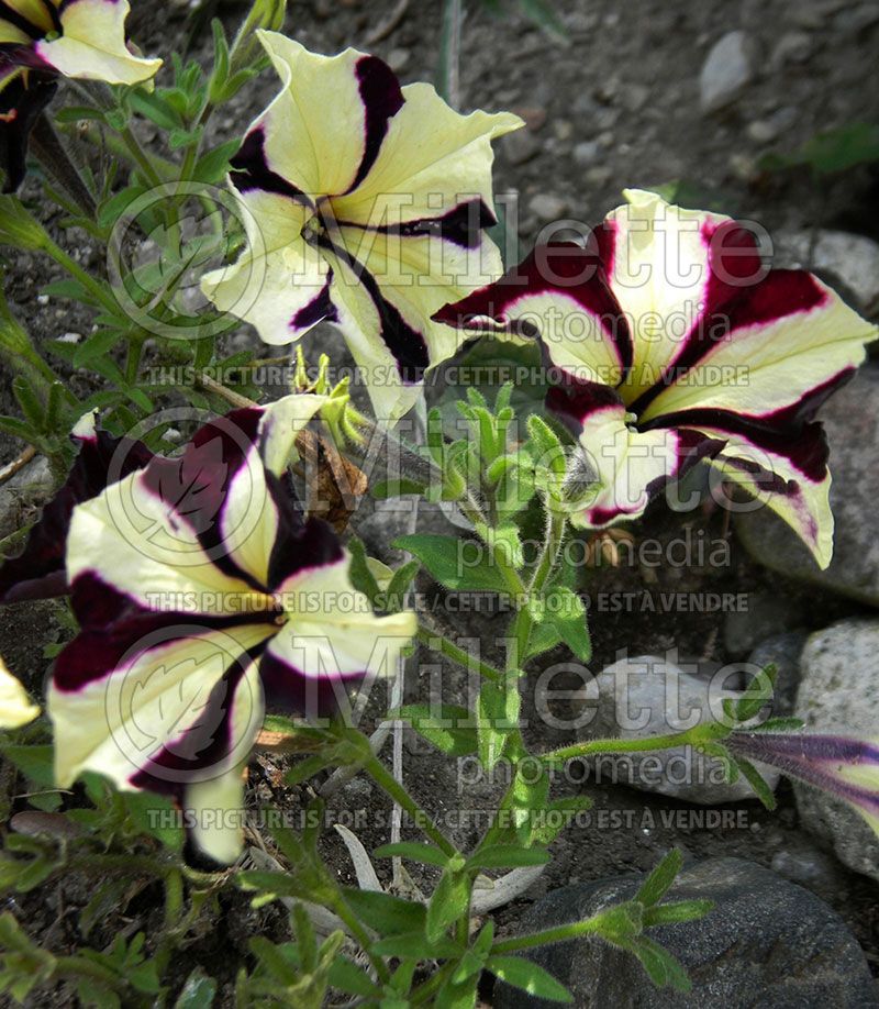 Petunia Honey Bee (Petunia) 2