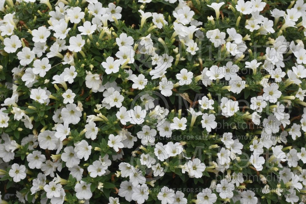 Petunia Itsy White (Petunia) 1