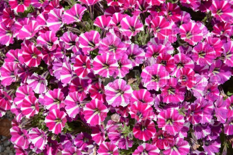 Petunia Littletunia Bicolor Bliss (Petunia) 1