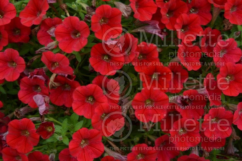 Petunia Littletunia Red Fire (Petunia) 1