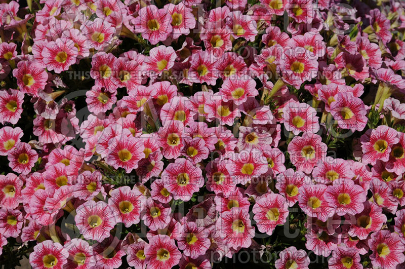 Petunia Marvel Beauty Raspberry (Petunia) 1