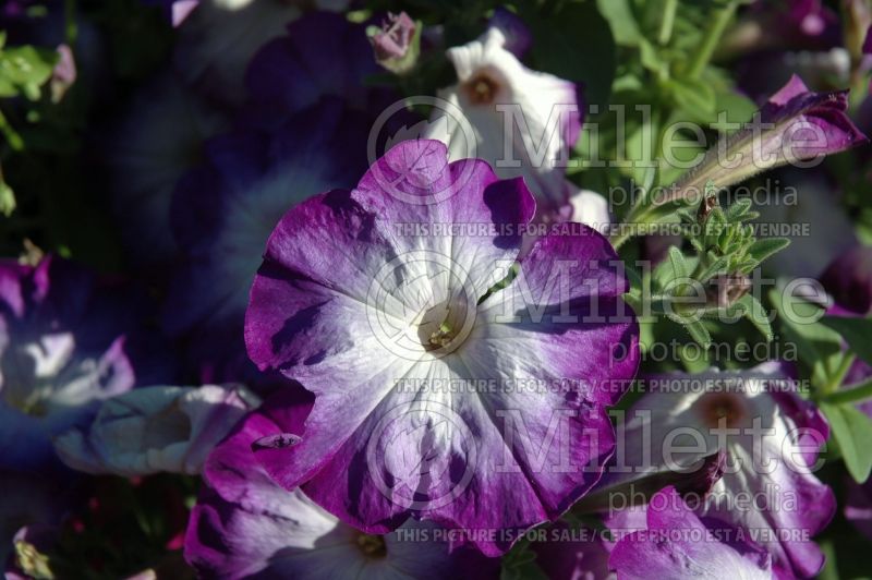 Petunia Merlin Blue Morn (Petunia) 1