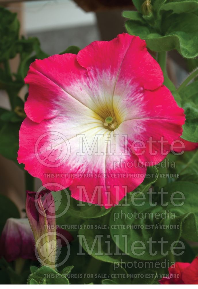 Petunia Merlin Red Morn (Petunia) 1