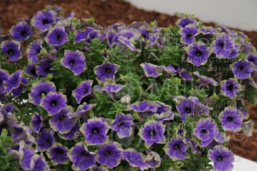 Petunia Moonlight Eclipse (Petunia) 1 