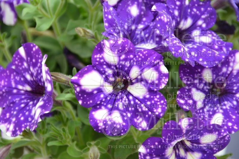 Petunia Headliner Night Sky (Petunia) 1