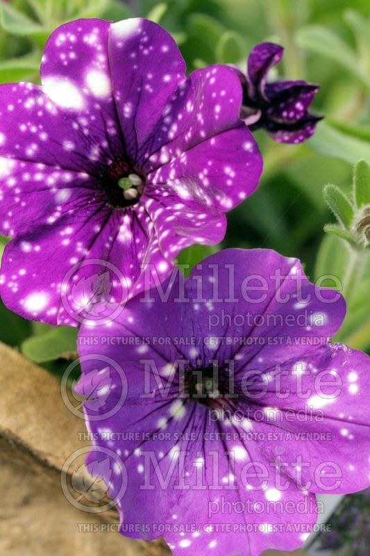 Petunia Headliner Night Sky (Petunia) 2