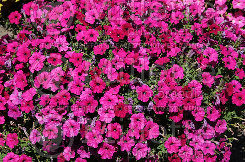 Petunia Picobella Cascade Purple (Petunia) 1