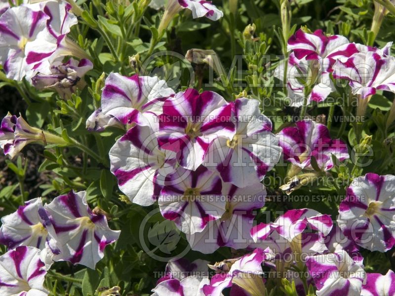 Petunia Picobella Rose Star (Petunia) 1