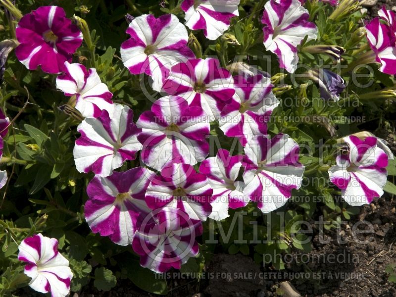 Petunia Picobella Rose Star (Petunia) 2