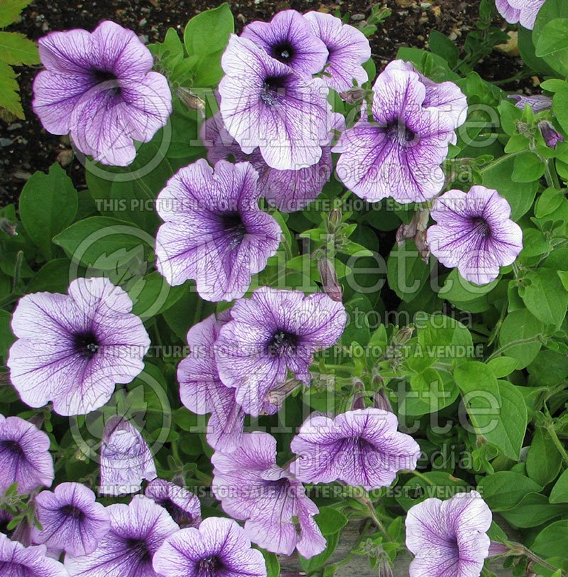 Petunia Plum Crazy Madness (Petunia) 1