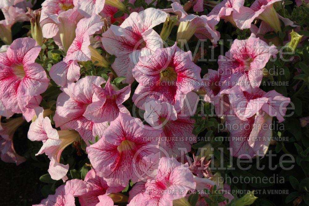 Petunia Prism Raspberry Sundae (Petunia) 1