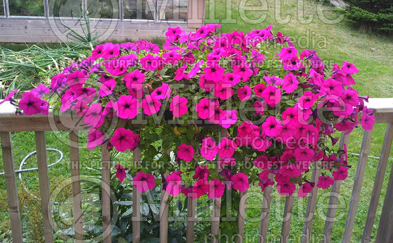 Petunia Purple Wave (Petunia) 1