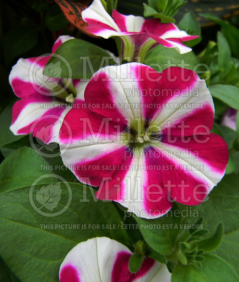 Petunia Red Fox Peppy Purple (Petunia) 1