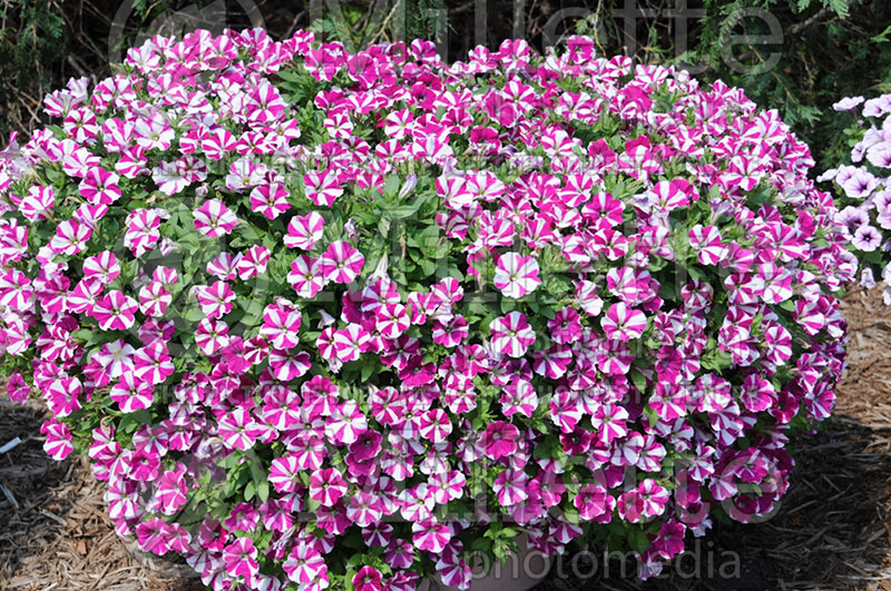 Petunia Red Fox Peppy Purple (Petunia) 4