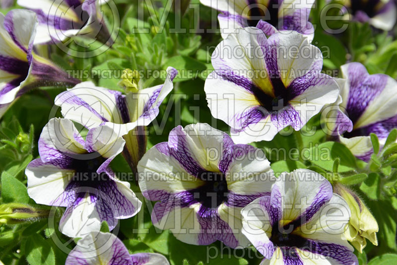 Petunia Red Fox Potunia Blueberry Muffin (petunia) 2 