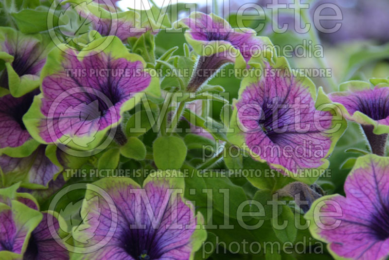 Petunia Red Fox Surprise Green Tambourine (petunia) 2 