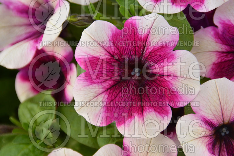 Petunia Red Fox Sweetunia Burgundy Touch (petunia) 2 