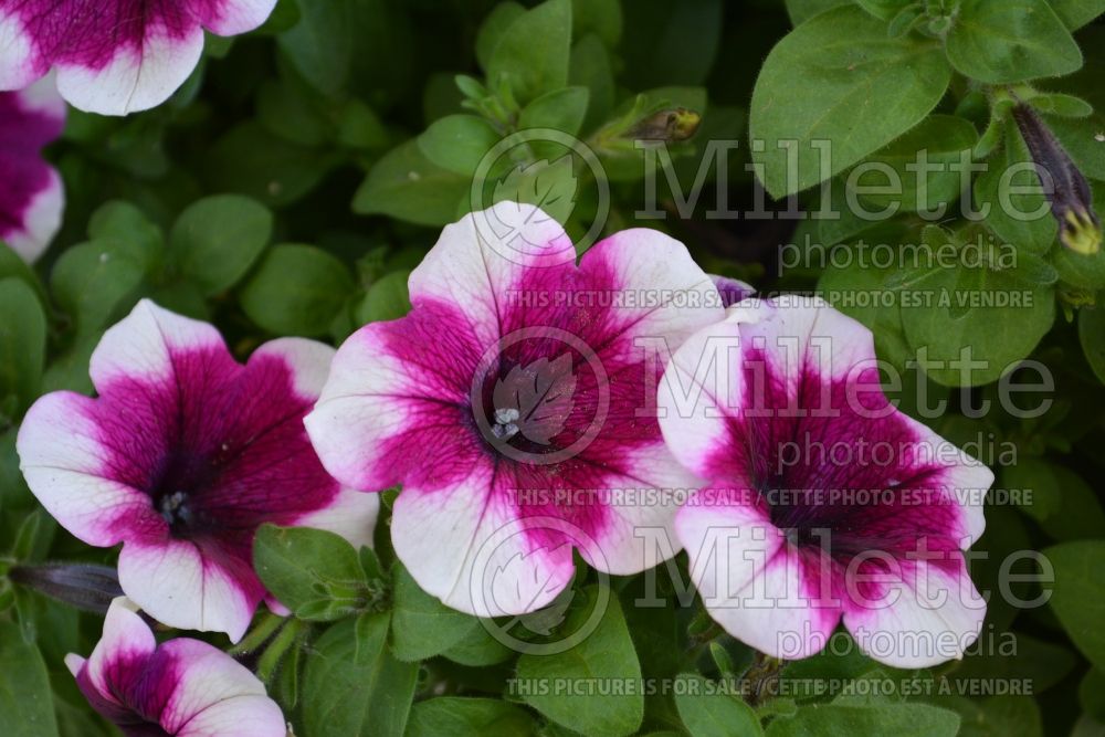 Petunia Red Fox Sweetunia Burgundy Touch (petunia) 4 