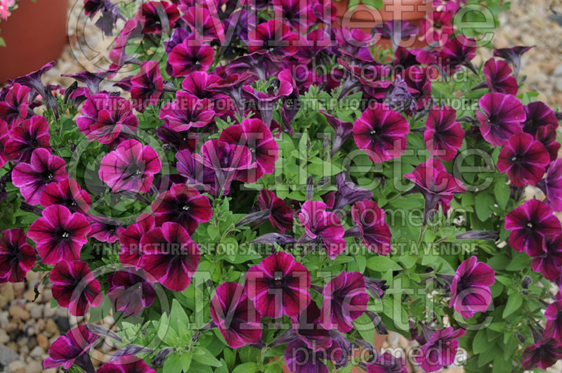 Petunia Red Fox Sweetunia Johnny Flame (petunia) 1 