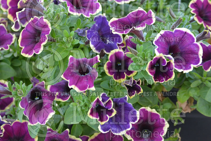 Petunia Red Fox Sweetunia Moonlight Bay (petunia) 1 