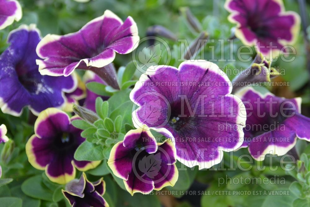 Petunia Red Fox Sweetunia Moonlight Bay (petunia) 2 