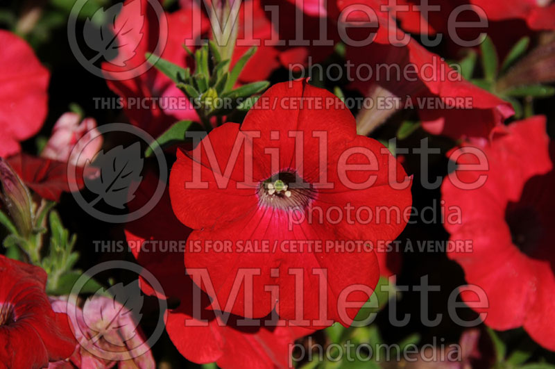 Petunia Red Ray (Petunia) 1