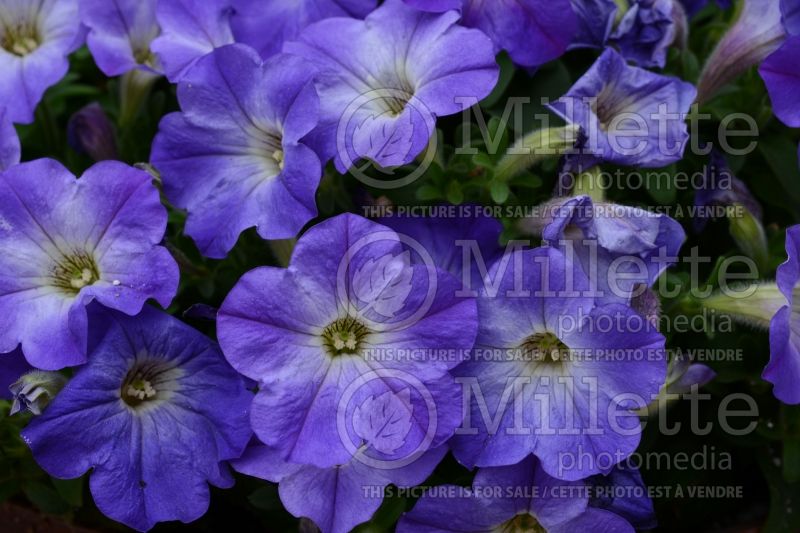 Petunia Sanguna Patio Blue Morn (Petunia) 1 