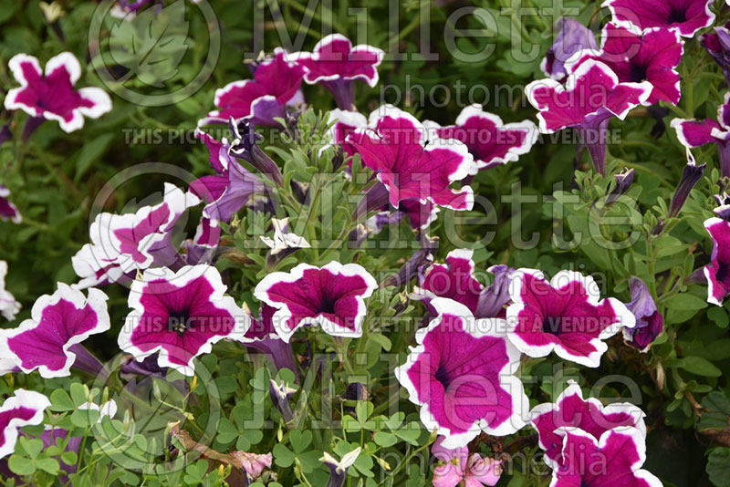 Petunia Sanguna Picotee Punch (petunia) 1 