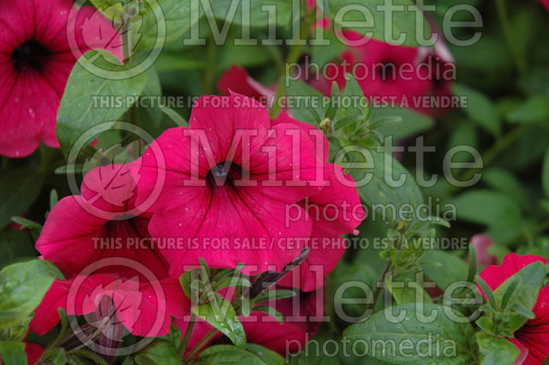 Petunia Soprano Rose Red (Petunia) 1