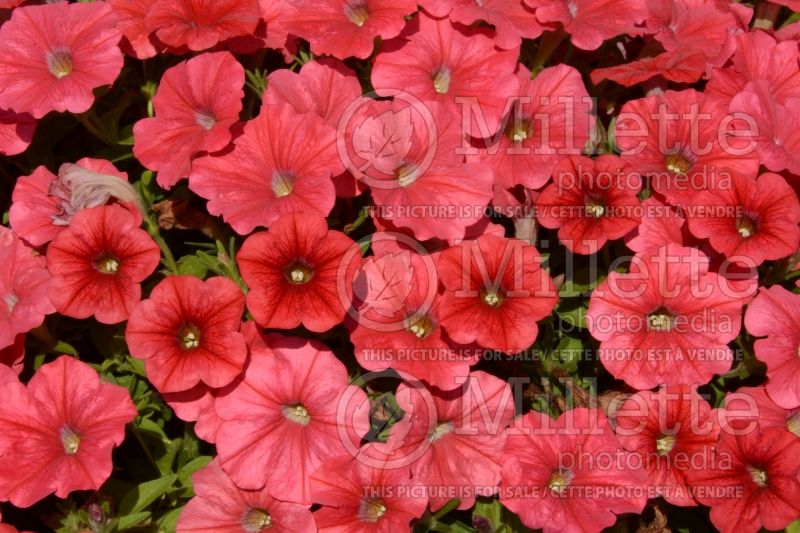 Petunia Sun Spun Coral aka Balspucor (petunia) 1 