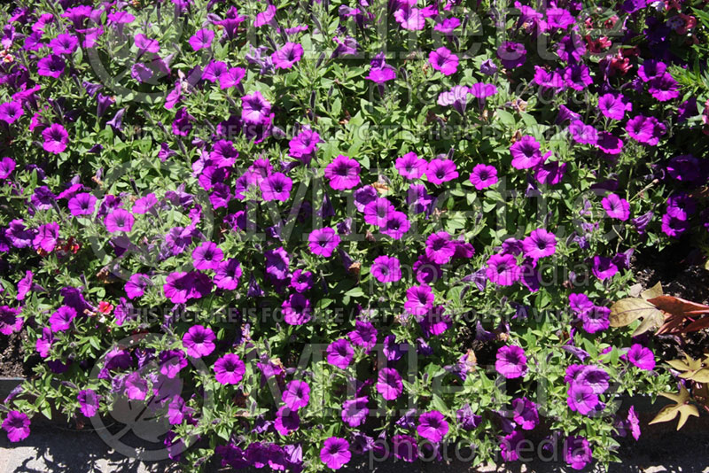 Petunia Supertunia Indigo Charm (petunia)  1