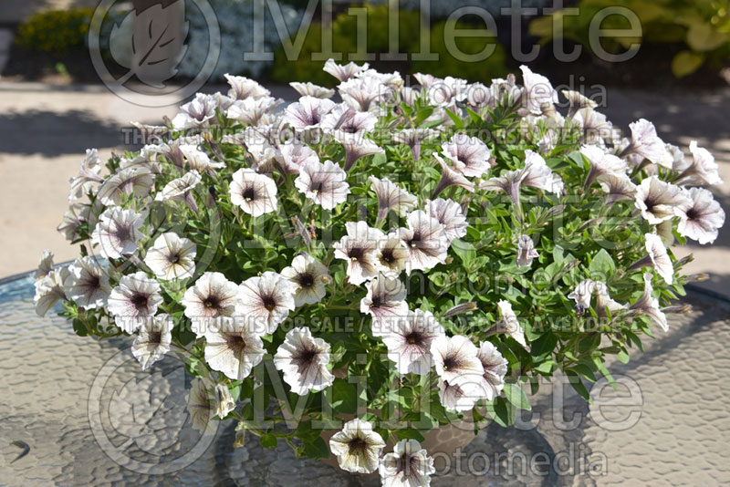 Petunia Supertunia Latte or kerlatte (petunia)  1