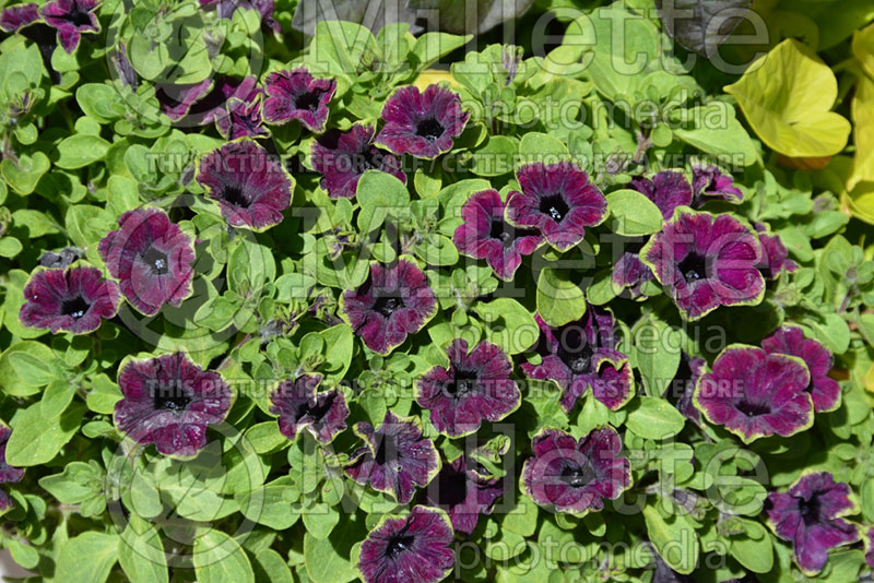 Petunia Supertunia Picasso in Burgundy (petunia)  1