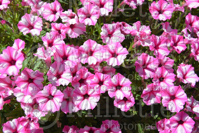 Petunia Supertunia Pink Star Charm (petunia)  2