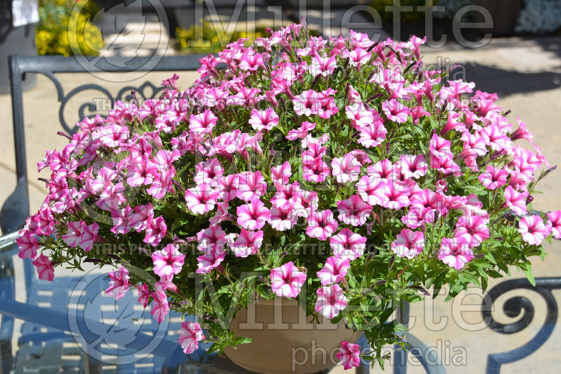 Petunia Supertunia Pink Star Charm (petunia)  1