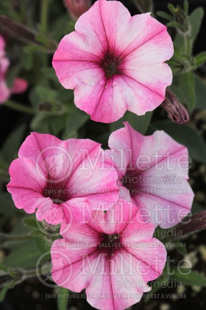 Petunia Supertunia Pink Star Charm (petunia)  3