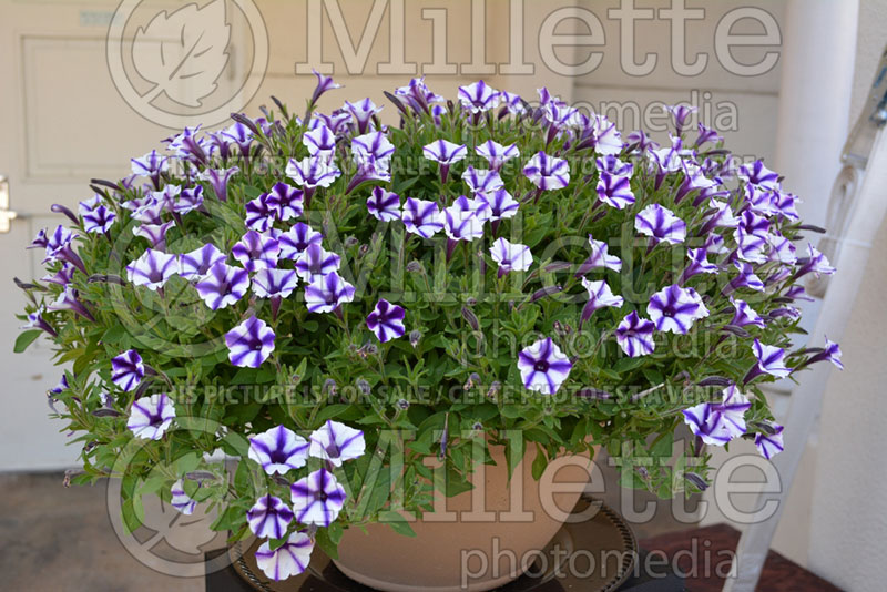 Petunia Supertunia Violet Star Charm (petunia)  1