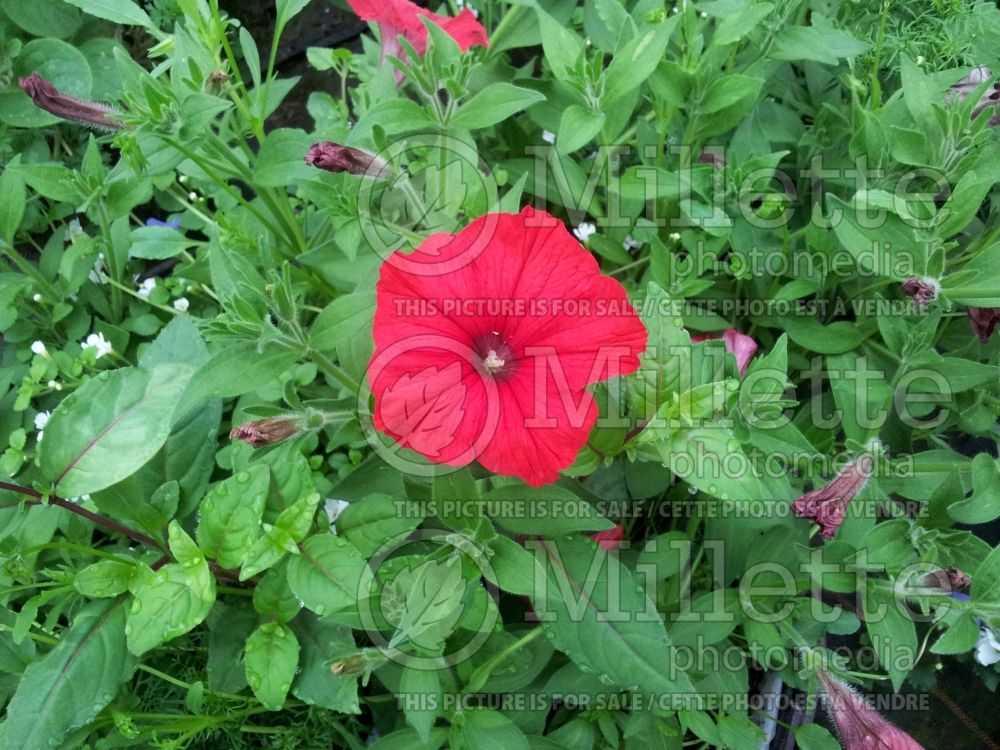 Petunia Surfinia Scarlet Red (Petunia) 1