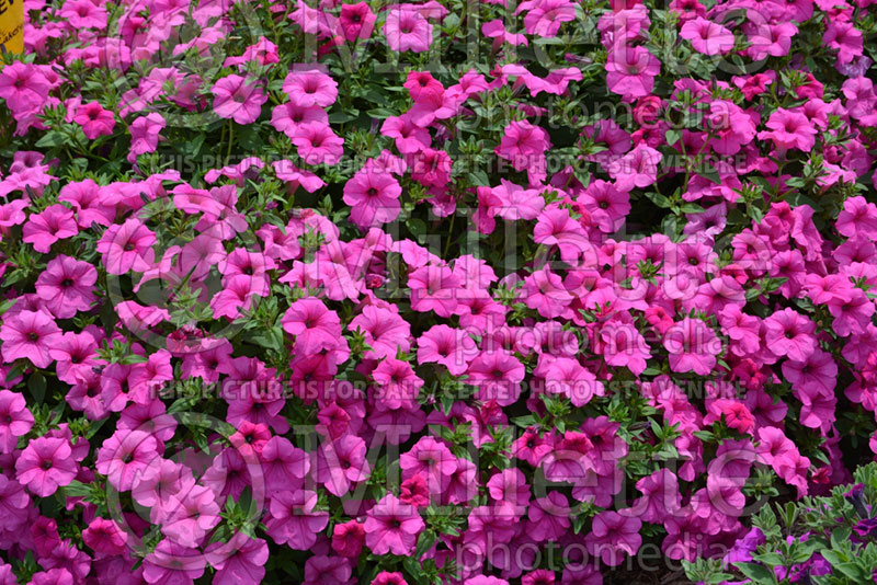 Petunia Surfinia Sumo Pink (petunia) 1 