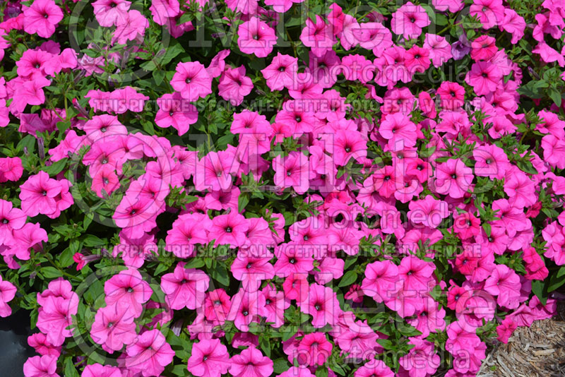 Petunia Surfinia Sumo Pink (petunia) 2