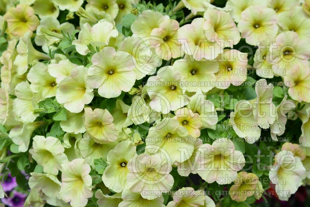 Petunia Surprise Lemon Frost (Petunia) 2