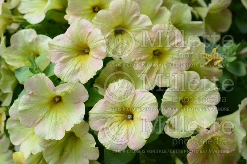 Petunia Surprise Lemon Frost (Petunia) 3