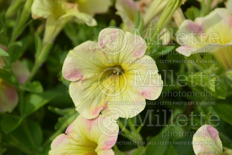 Petunia Surprise Lemon Frost (Petunia) 1